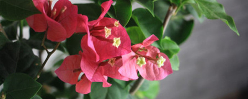 三角梅开花时间开花后怎样养护(三角梅开花时如何养护)