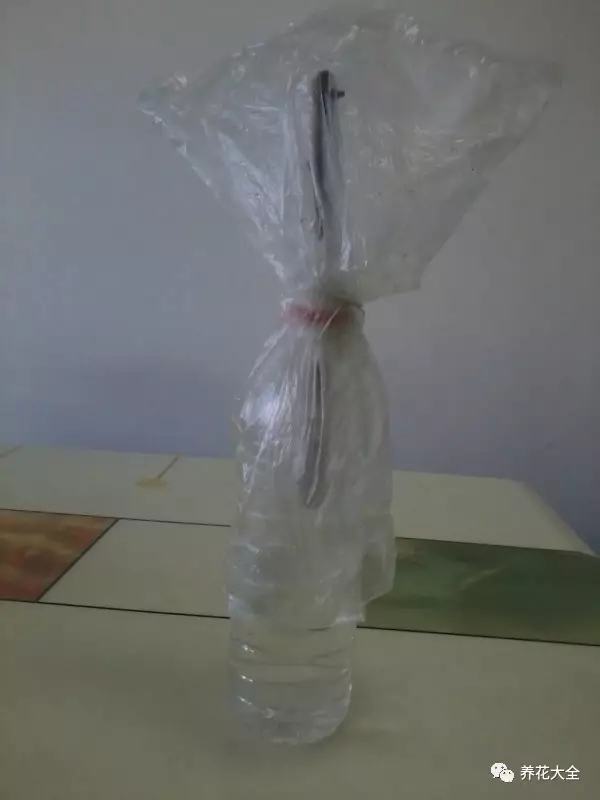 便宜容易养活又漂亮的植物