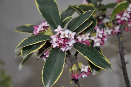 瑞香能否放在室内养植