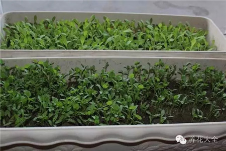 种什么菜简单省事