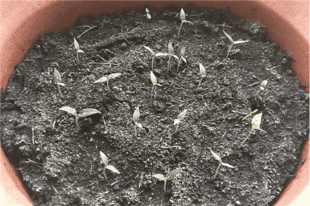 阳台种五彩椒种植方法