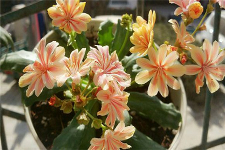 露薇花有毒吗适合在室内养吗