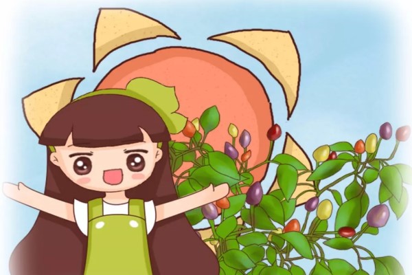 阳台种五彩椒熊孩子以为是樱桃竟然给偷走了！(阳台种五彩椒种植方法)
