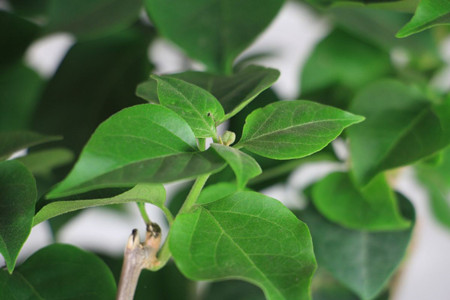 三角梅开花时如何养护