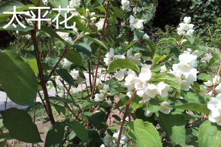 梅花和山桃花的区别