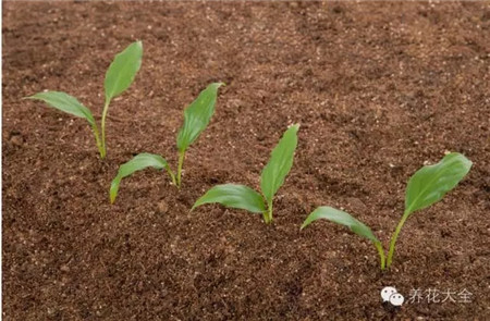 种什么菜简单省事