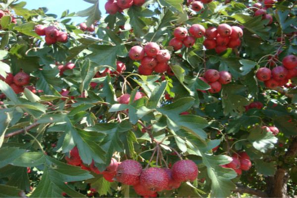 山楂的病虫害防治(山楂的病虫害防治技术)