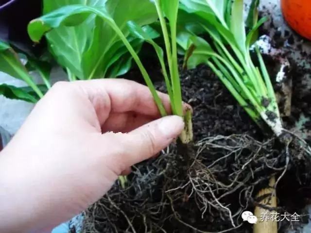 便宜容易养活又漂亮的植物