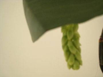 石斛花长虫子怎么办