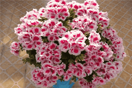 绿萝吊兰有什么象征意义