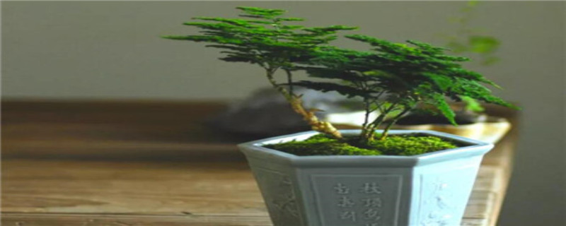 文竹长藤了用不用剪掉(文竹长出长藤可以剪掉吗)