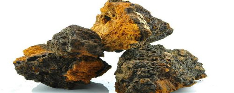 桦树茸的药用价值价格和食用方法(桦树茸的功效与作用禁忌的功效与作用)