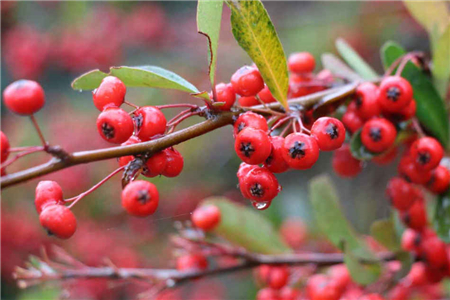 海棠花开花时能浇水吗