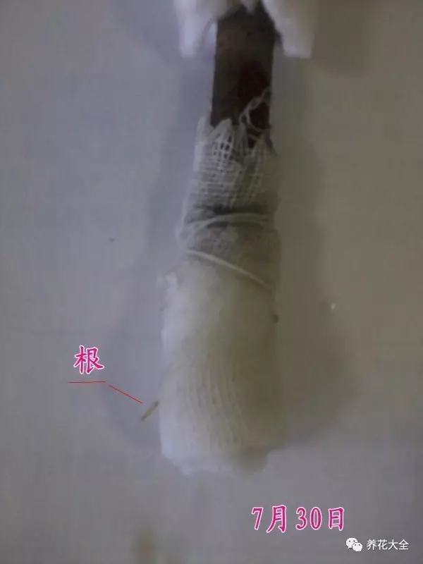 便宜容易养活又漂亮的植物