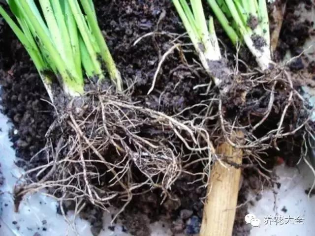 便宜容易养活又漂亮的植物