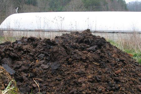 荷包牡丹花的花语