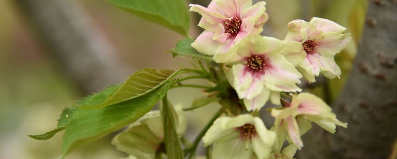 御衣黄怎么养(强养)