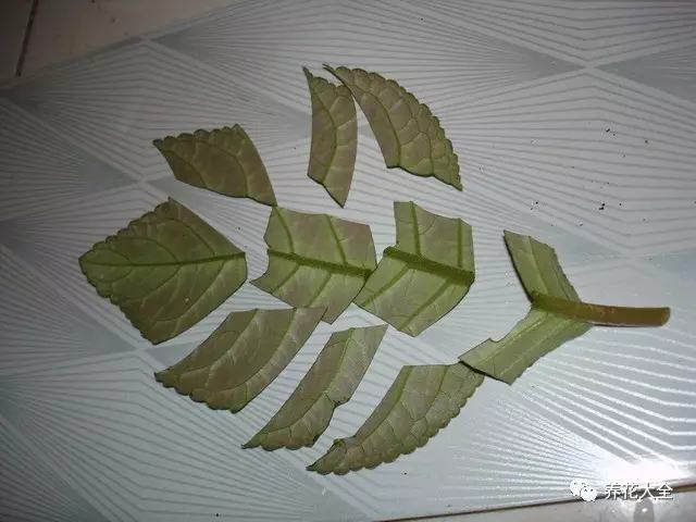 便宜容易养活又漂亮的植物