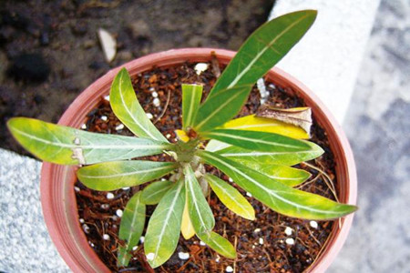 沙漠玫瑰叶子发黄怎么办?