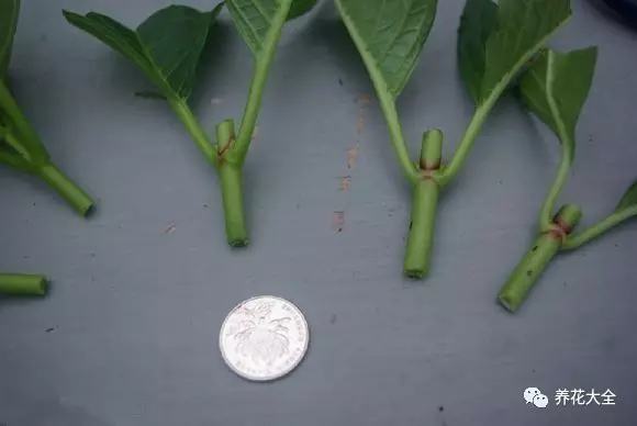 便宜容易养活又漂亮的植物