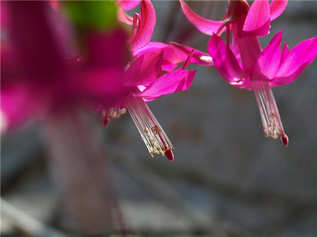 仙人指嫁接仙人掌法