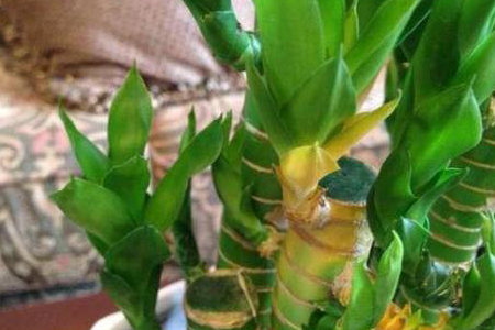 富贵竹枝杆发黄怎么办