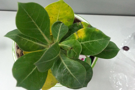 沙漠玫瑰叶子发黄怎么办?