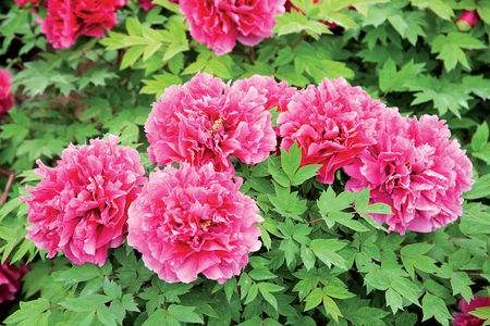 洛阳牡丹节什么时候开幕