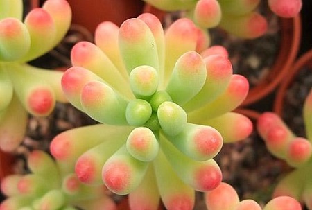 冬天哪种多肉好养