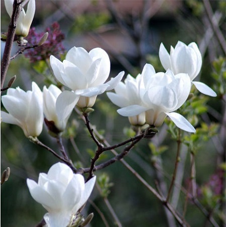 白玉兰花怎样繁植