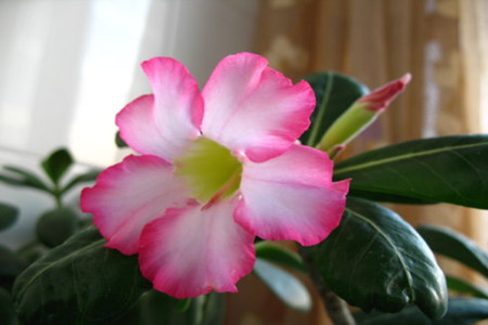 沙漠玫瑰叶子发黄怎么办?