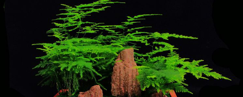 为什么家里不能养文竹(为什么家里不能养文竹冬天怎么养文竹)