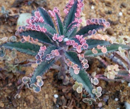 多肉不死鸟的学名