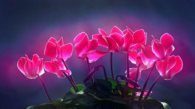 仙客来夏天怎么养(仙客来夏天怎么养才不黄叶)