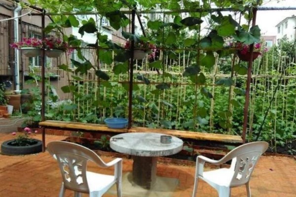 不爱养花就爱种瓜种菜她的菜园子竟然比你的花园还好看！(菜园如何种菜跟花)