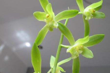 温州素面是什么面做的