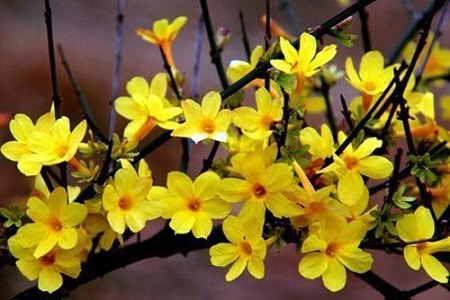 开完花的迎春花就要修剪吗