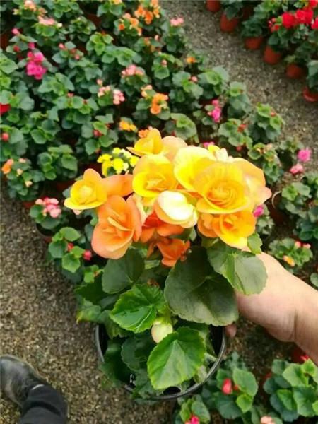 丽格海棠四季开花吗