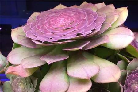 多肉摊大饼什么意思