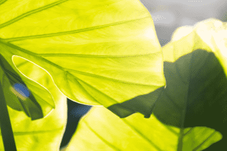 龟背竹叶子黄了从什么位置剪掉