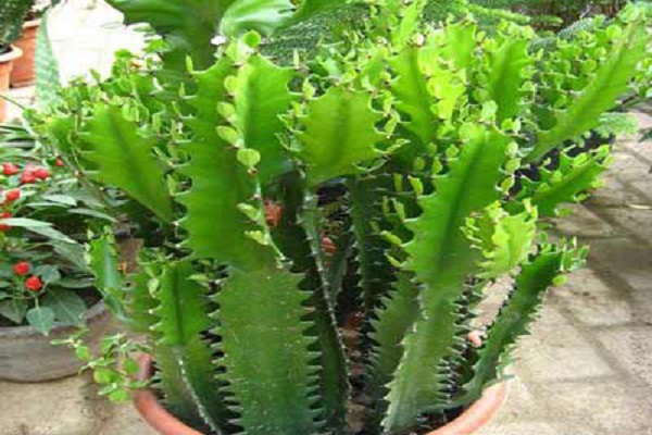 龙骨花的病虫害防治(龙骨花病虫害有哪些)