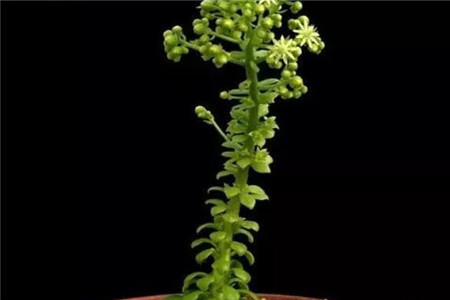 多肉摊大饼什么意思