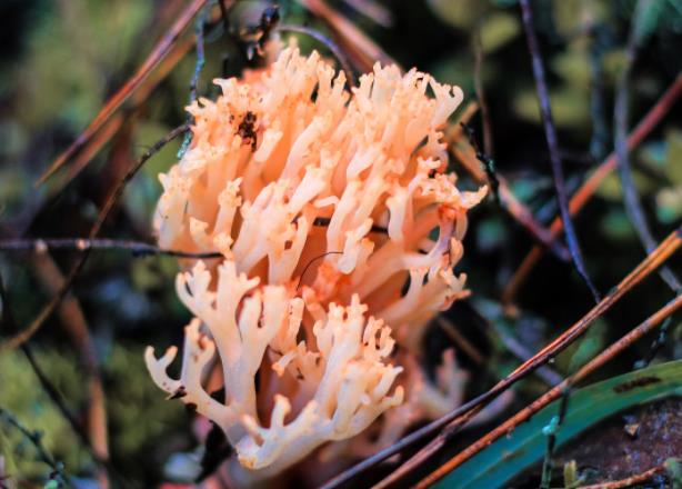 蘑菇可以与西红柿一起吃吗蘑菇怎么做好吃(蘑菇能和西红柿一块儿吃吗)