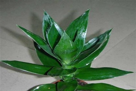 富贵竹放9支好不好