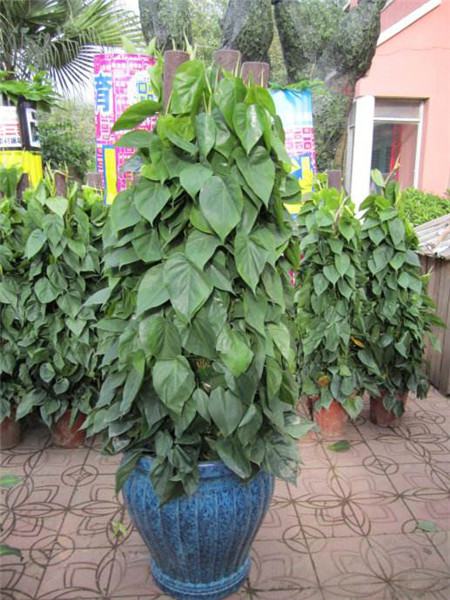 心叶藤怎么修剪造型