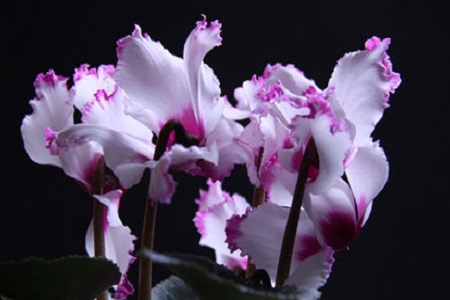 仙客来夏天怎么养才不黄叶