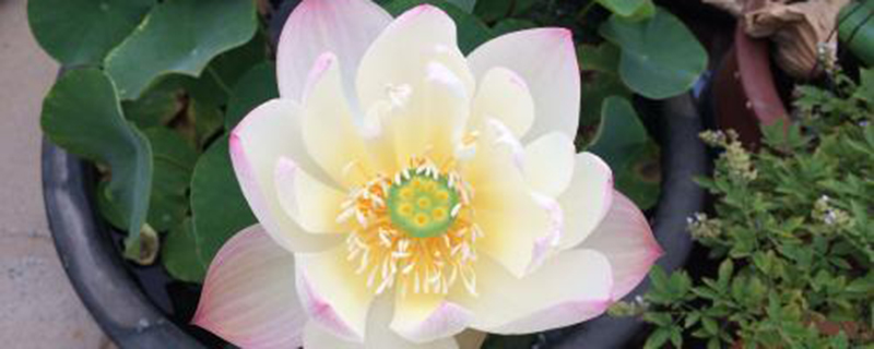 碗莲叶子发黑腐烂怎么办(碗莲叶子发黑腐烂还能成活吗)