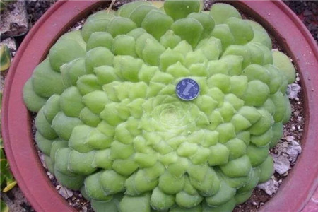 多肉摊大饼什么意思