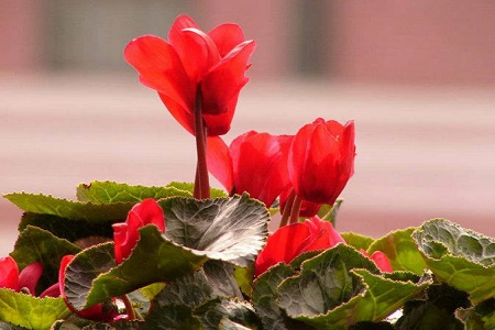 仙客来夏天怎么养才不黄叶