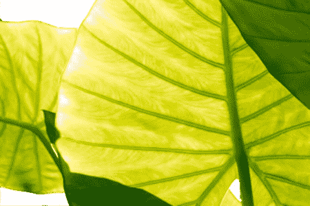 龟背竹叶子黄了从什么位置剪掉